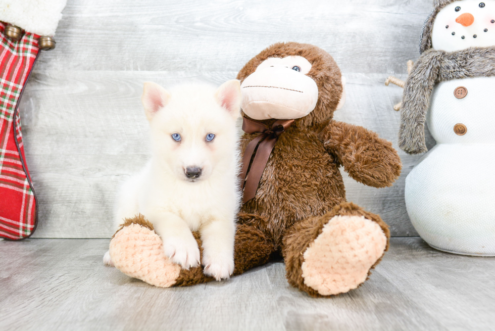 Pomsky Puppy for Adoption