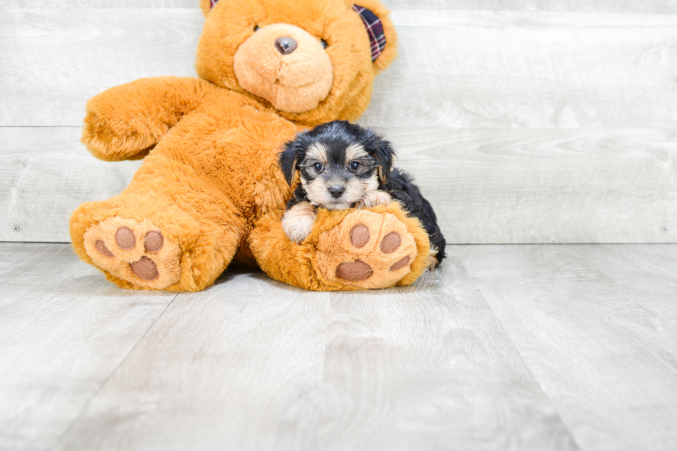 Morkie Pup Being Cute