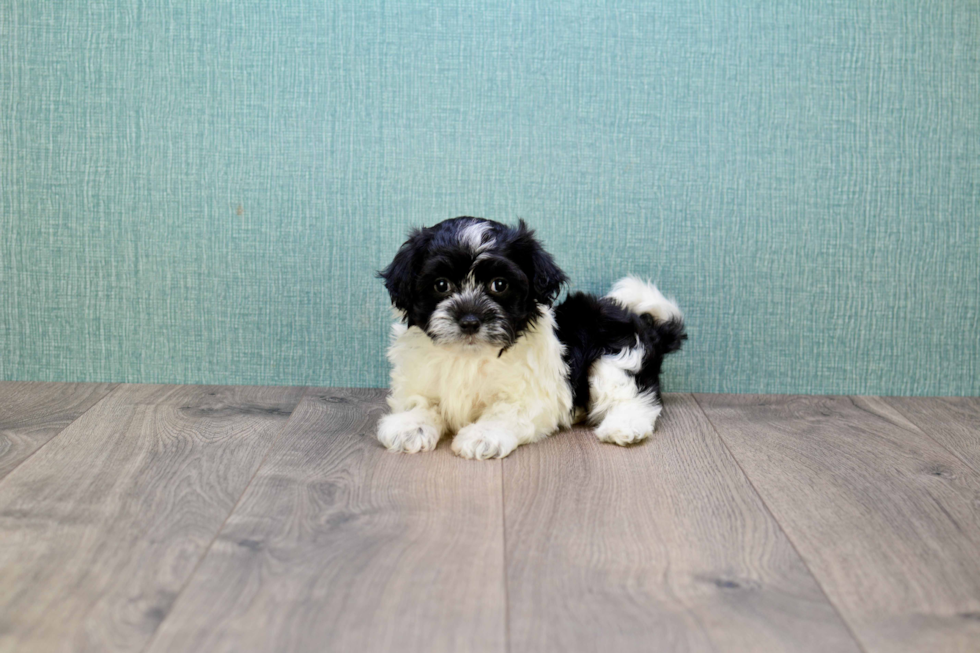 Best Havanese Baby