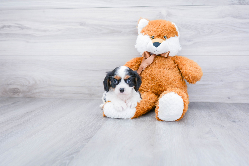 Hypoallergenic Cavalier King Charles Spaniel Baby