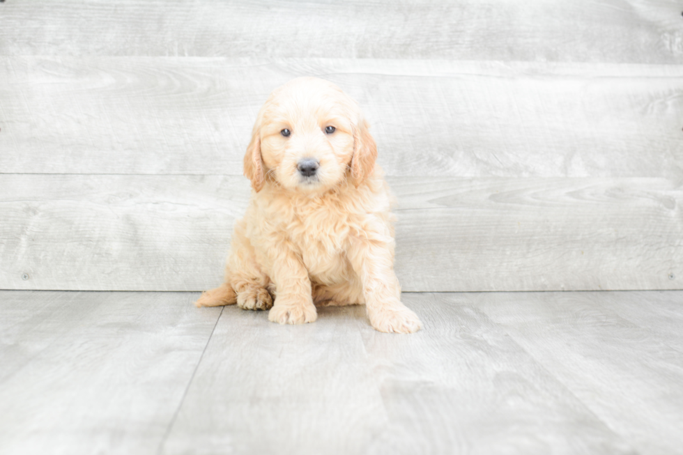 Friendly Mini Goldendoodle Baby