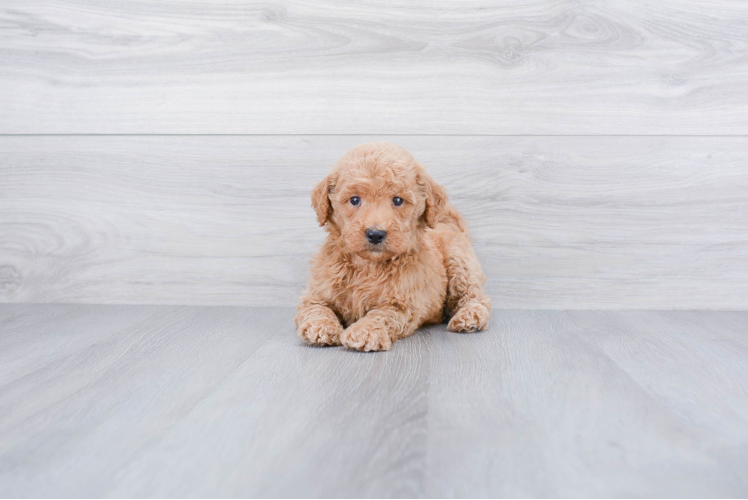 Mini Goldendoodle Puppy for Adoption