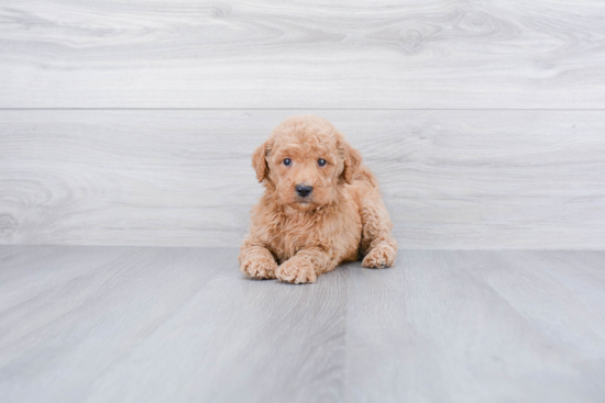 Mini Goldendoodle Puppy for Adoption