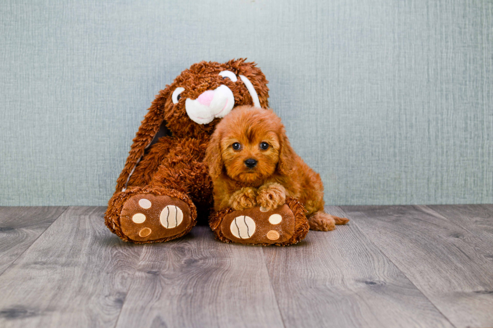 Small Cavapoo Baby