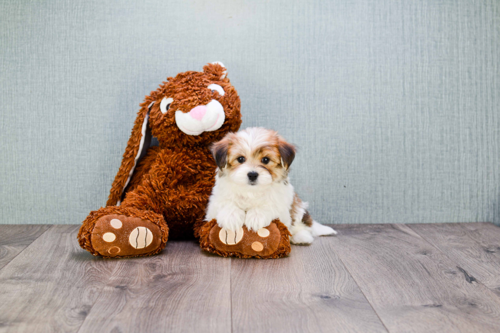 Energetic Yorkie Designer Puppy