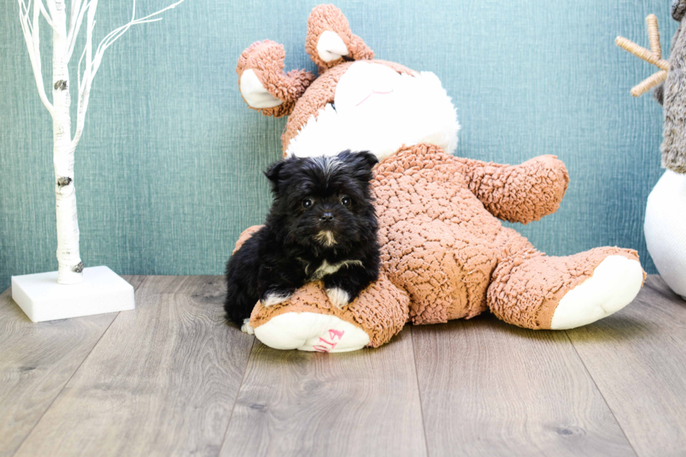 Morkie Puppy for Adoption
