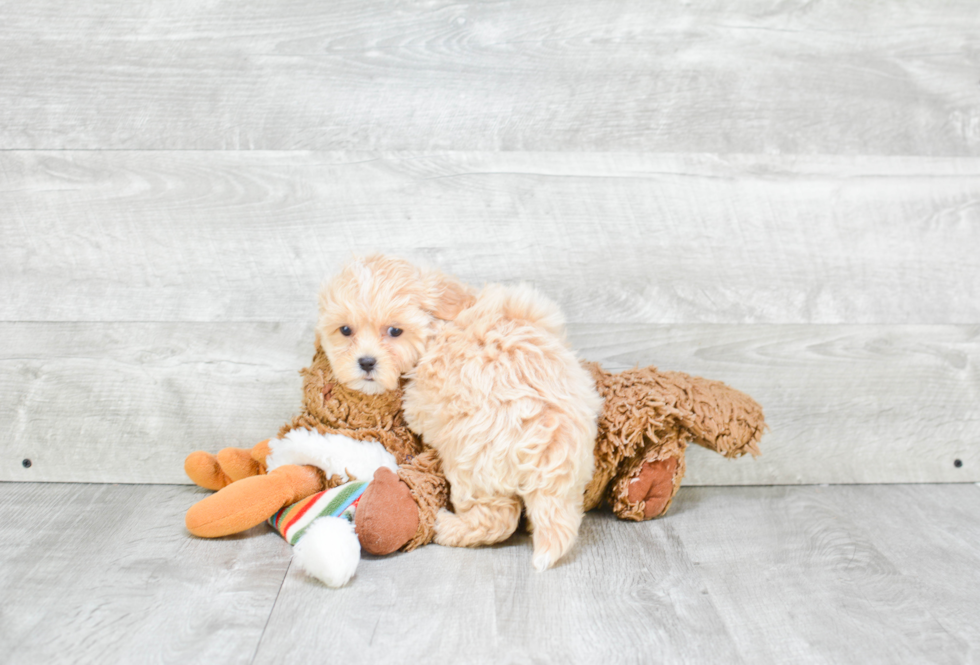 Maltipoo Puppy for Adoption