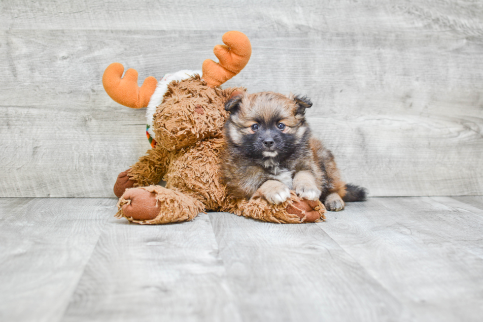 Energetic Pomeranian Purebred Puppy