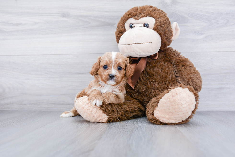 Sweet Cavapoo Baby