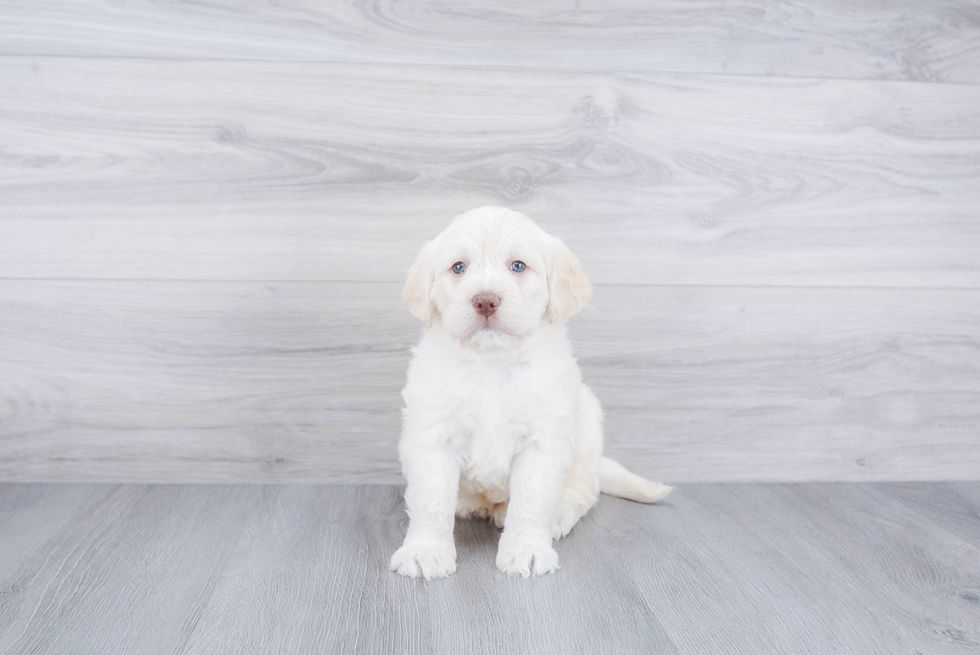 Mini Labradoodle Pup Being Cute