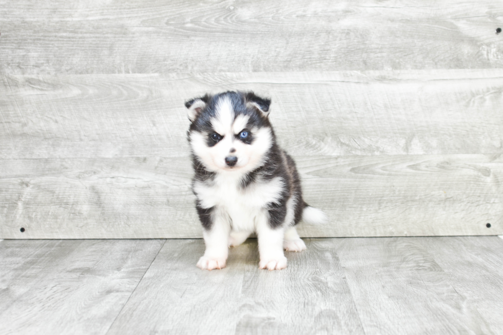 Best Pomsky Baby