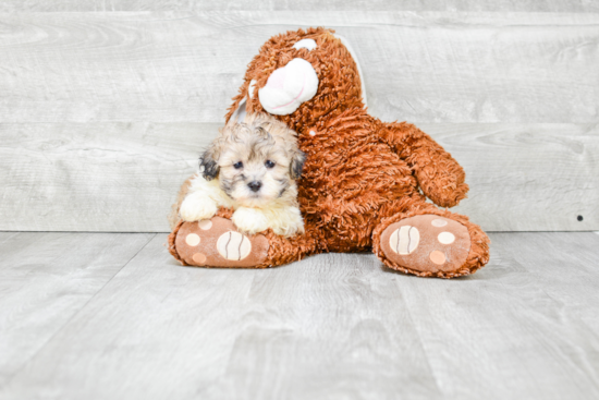 Teddy Bear Puppy for Adoption