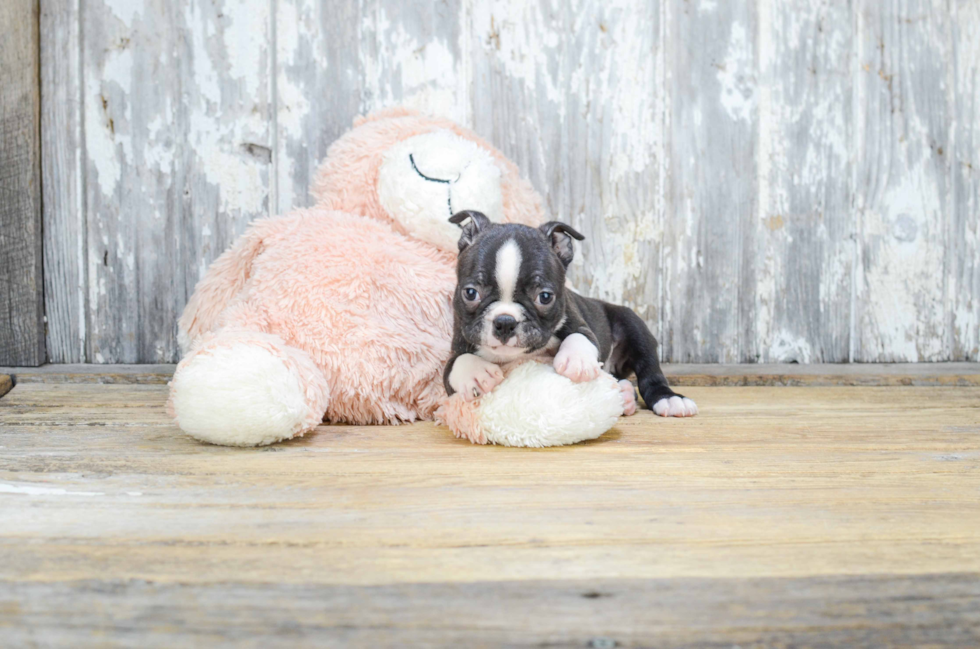 Boston Terrier Pup Being Cute