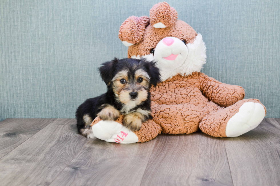 Best Morkie Baby