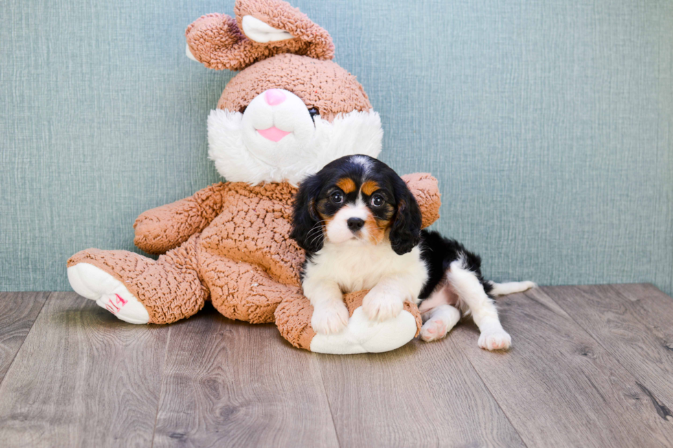 Smart Cavalier King Charles Spaniel Purebred Puppy