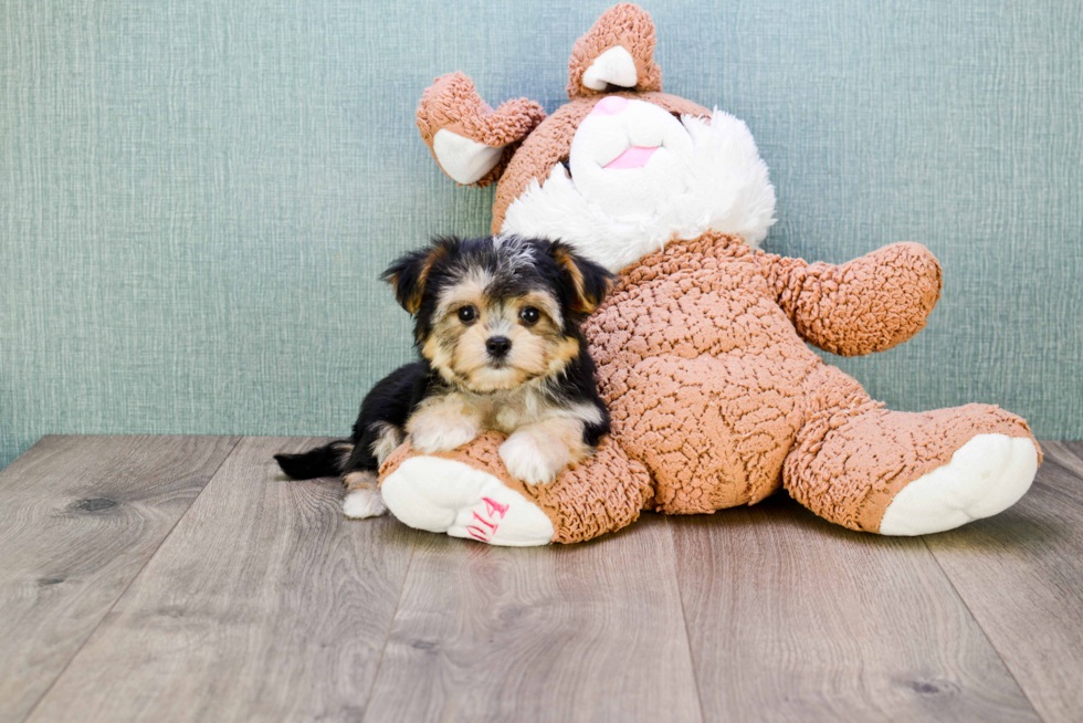 Morkie Puppy for Adoption