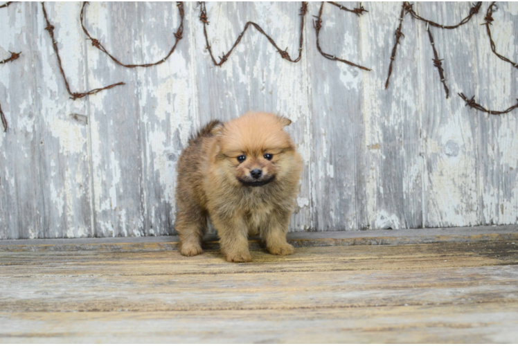 Friendly Pomeranian Purebred Pup