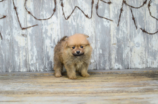 Friendly Pomeranian Purebred Pup