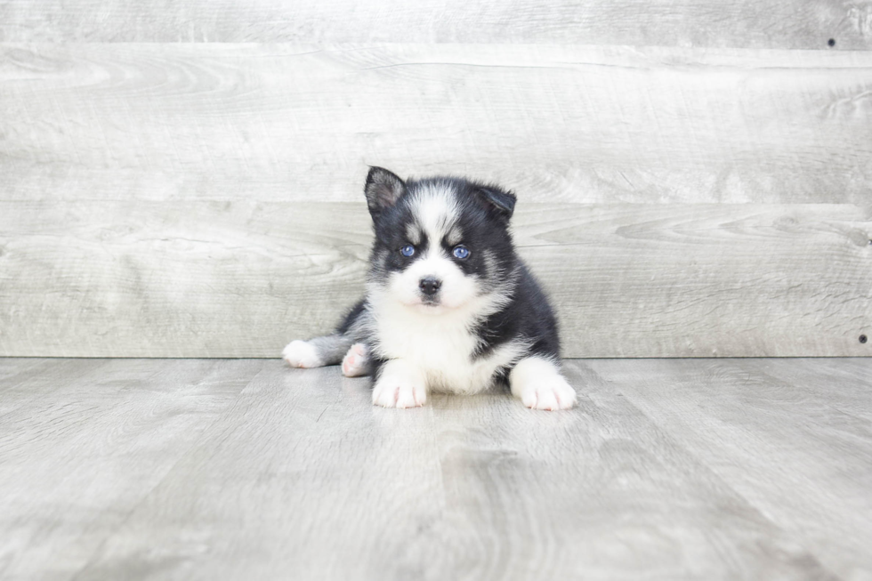 Pomsky Pup Being Cute