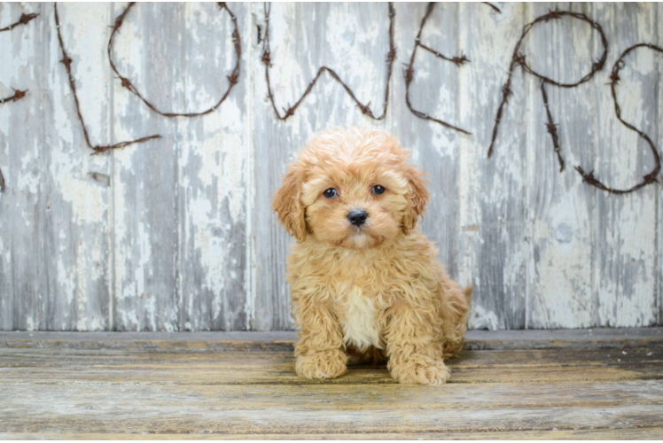 Friendly Cavapoo Baby