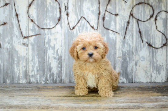 Friendly Cavapoo Baby