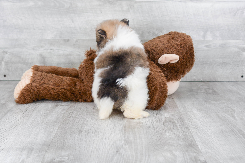 Sweet Pomeranian Purebred Puppy