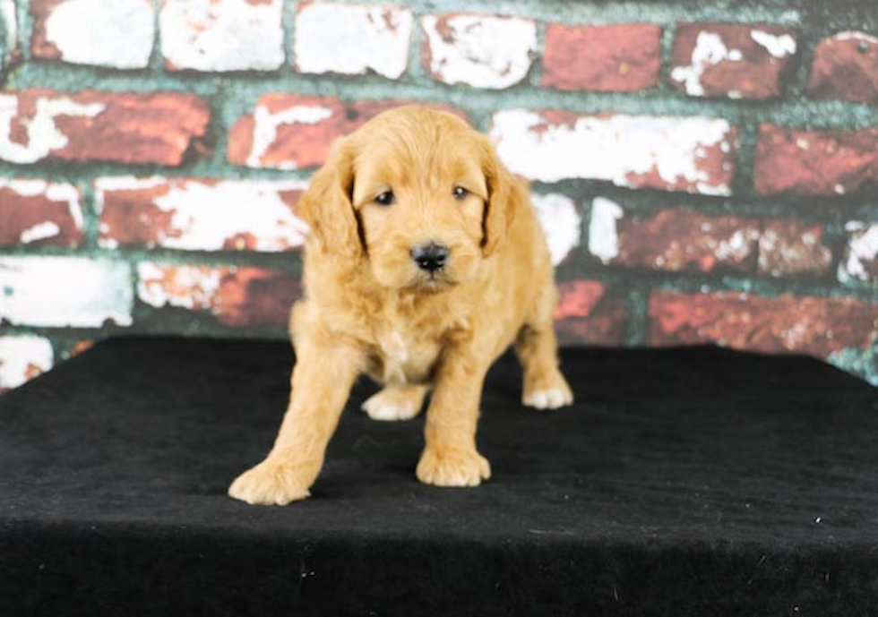 Happy Mini Goldendoodle Baby