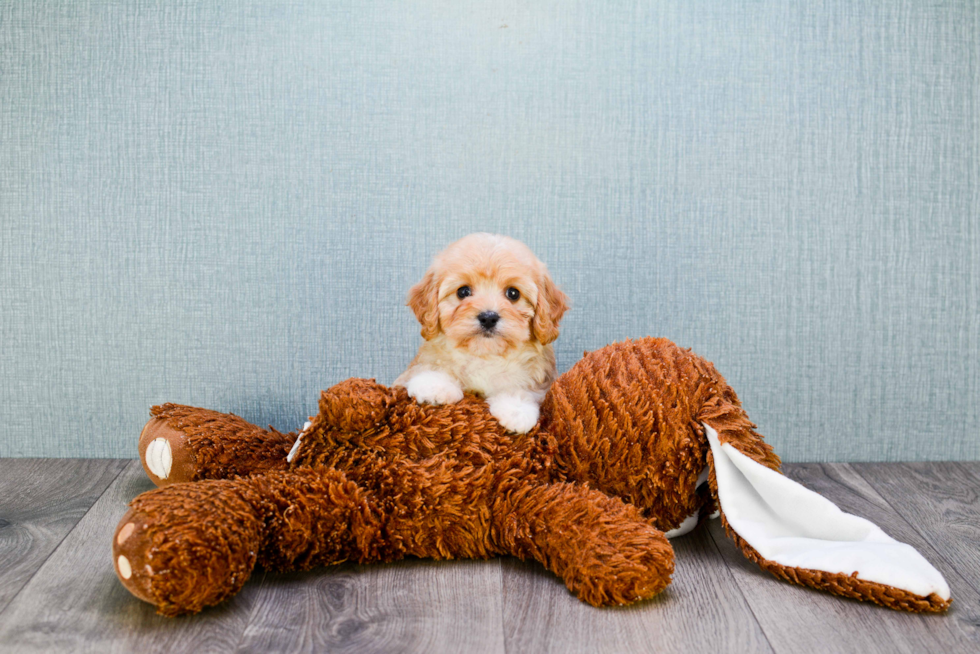 Playful Cavoodle Poodle Mix Puppy