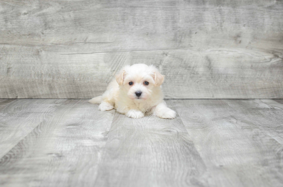 Adorable Maltese Poodle Poodle Mix Puppy