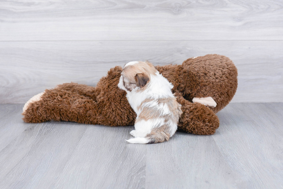 Havanese Pup Being Cute