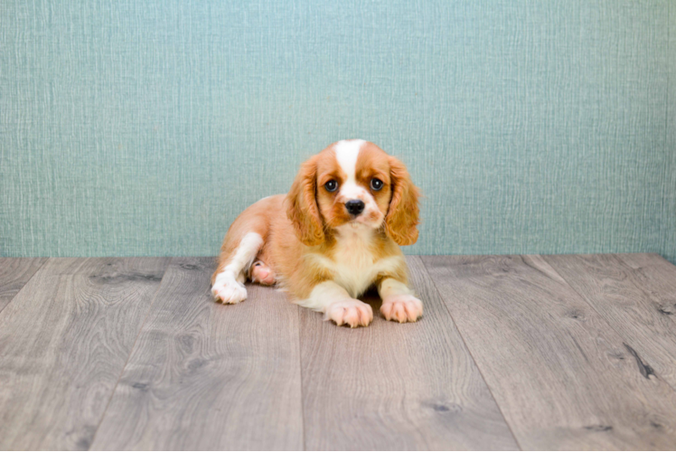 Best Cavalier King Charles Spaniel Baby