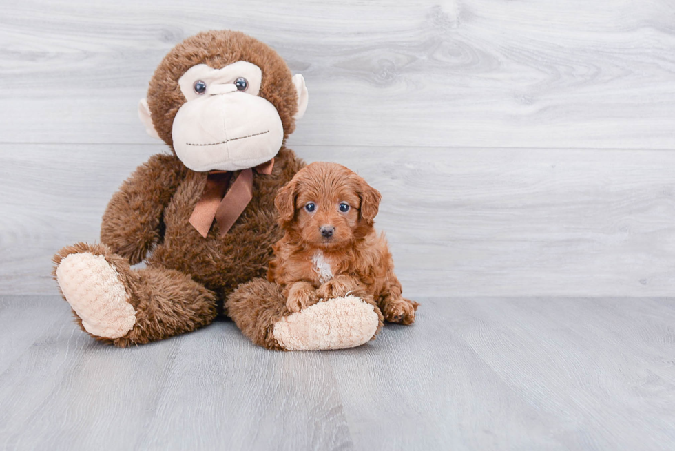 Smart Cavapoo Poodle Mix Pup