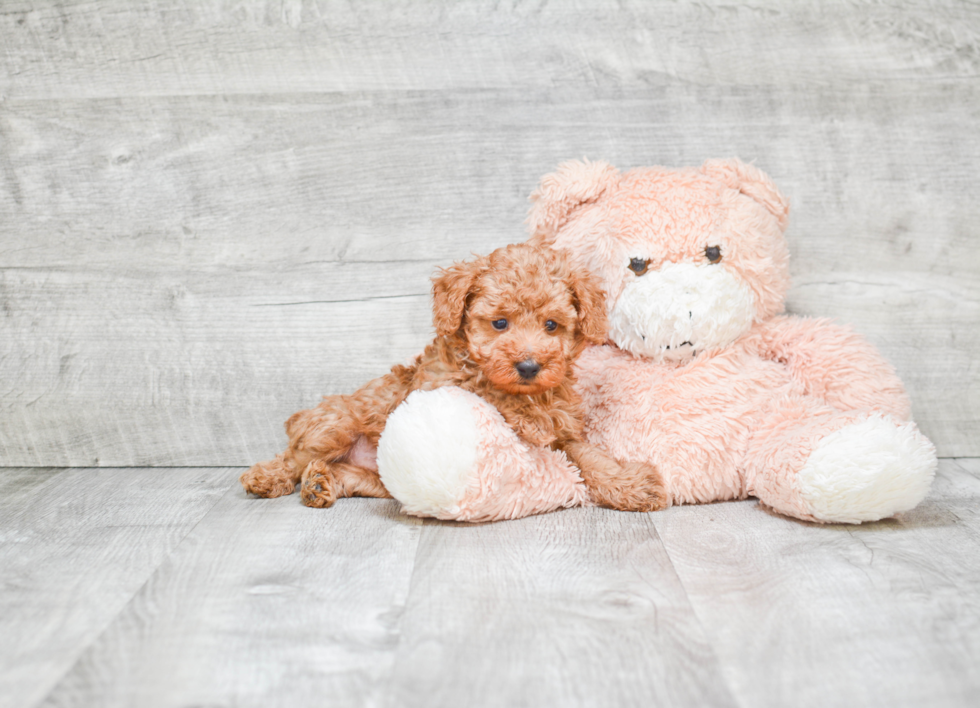 Popular Poodle Purebred Pup