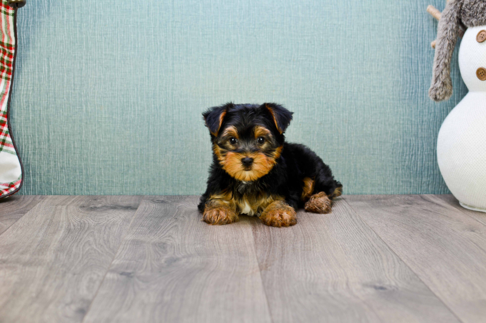 Meet Rascal - our Yorkshire Terrier Puppy Photo 