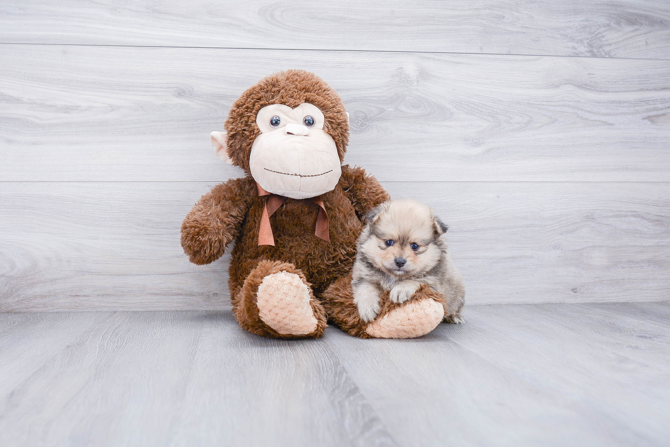 Hypoallergenic Pomeranian Purebred Pup