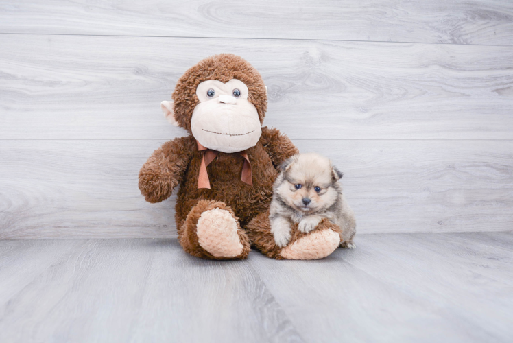Hypoallergenic Pomeranian Purebred Pup
