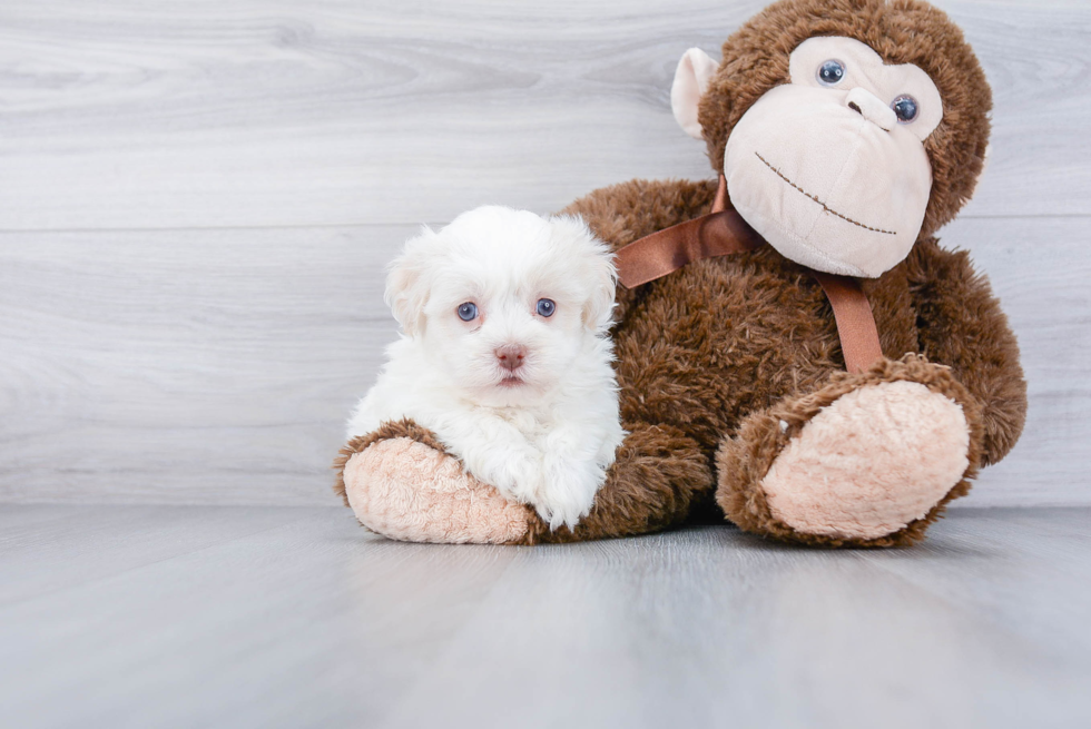 Best Havanese Baby