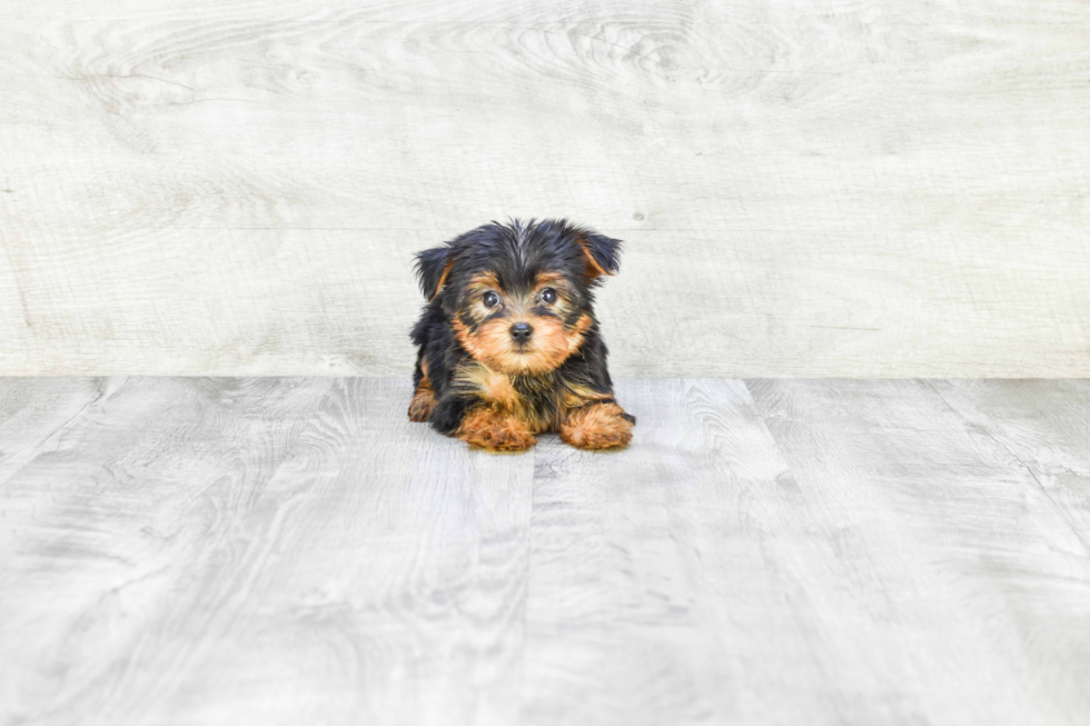 Meet Izzie - our Yorkshire Terrier Puppy Photo 