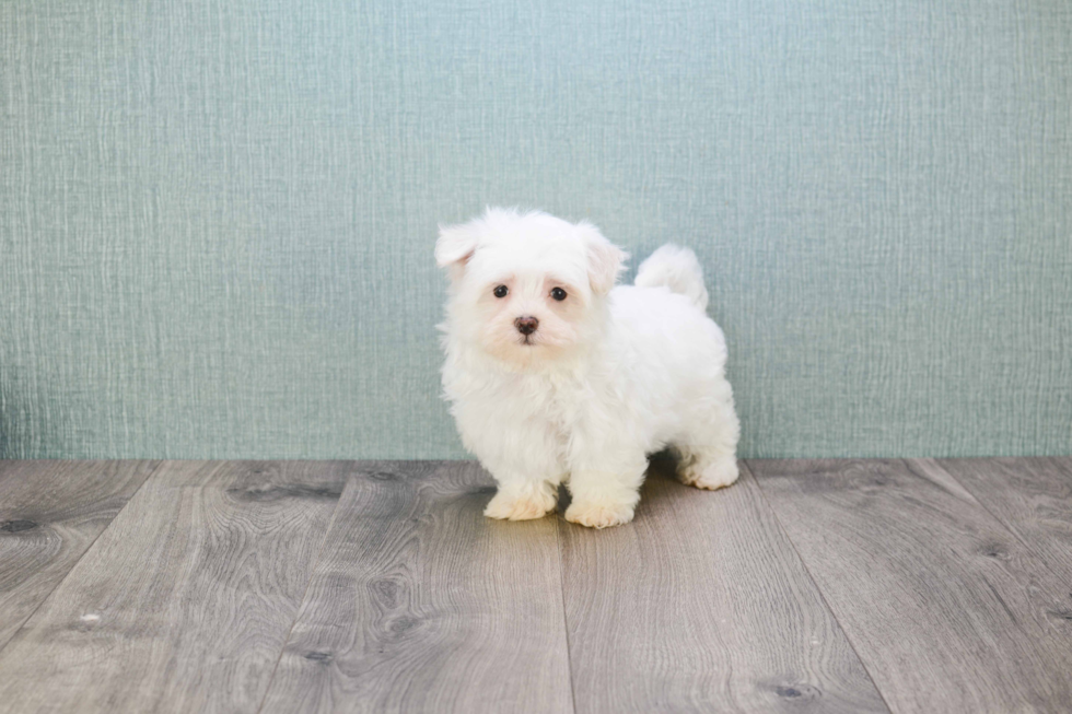 Little Maltese Baby