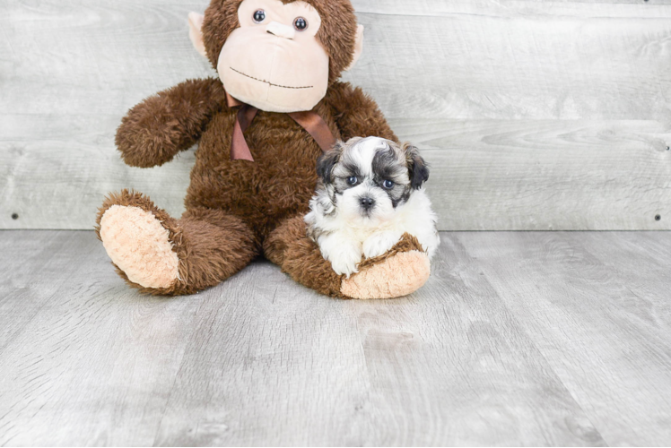 Popular Teddy Bear Designer Pup