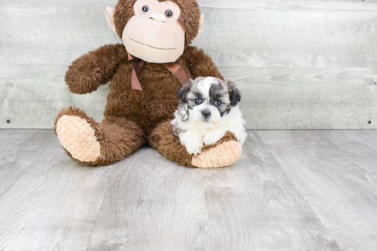 Popular Teddy Bear Designer Pup