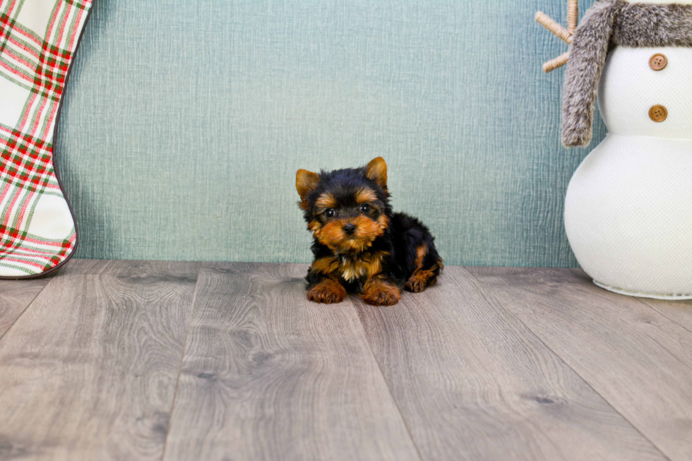 Meet Miss Perfection - our Yorkshire Terrier Puppy Photo 