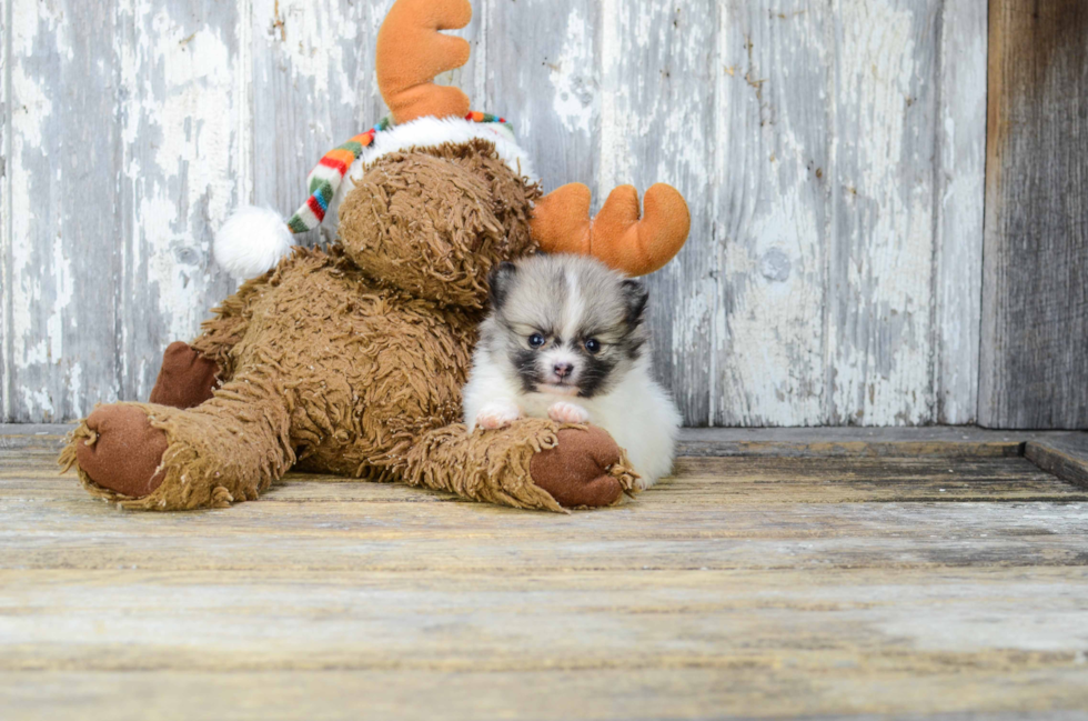 Pomeranian Pup Being Cute