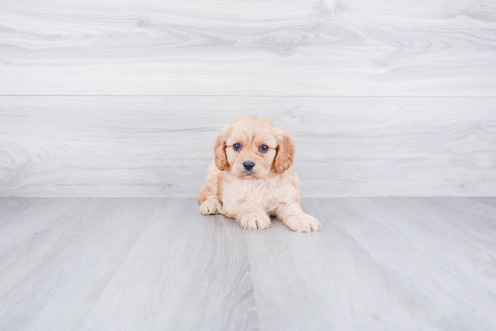 Cavapoo Puppy for Adoption