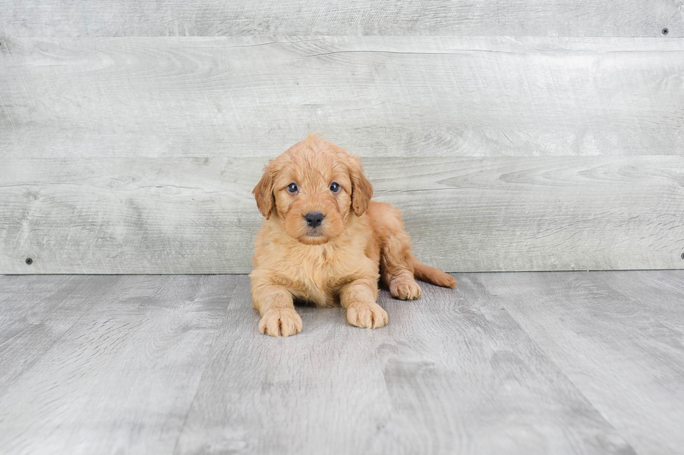 Mini Goldendoodle Puppy for Adoption