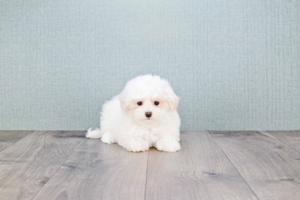 Maltese Pup Being Cute