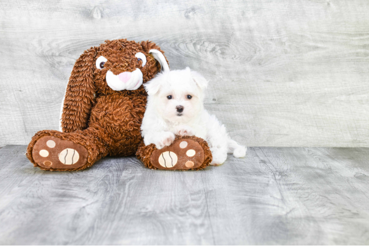 Playful Maltese Purebred Pup