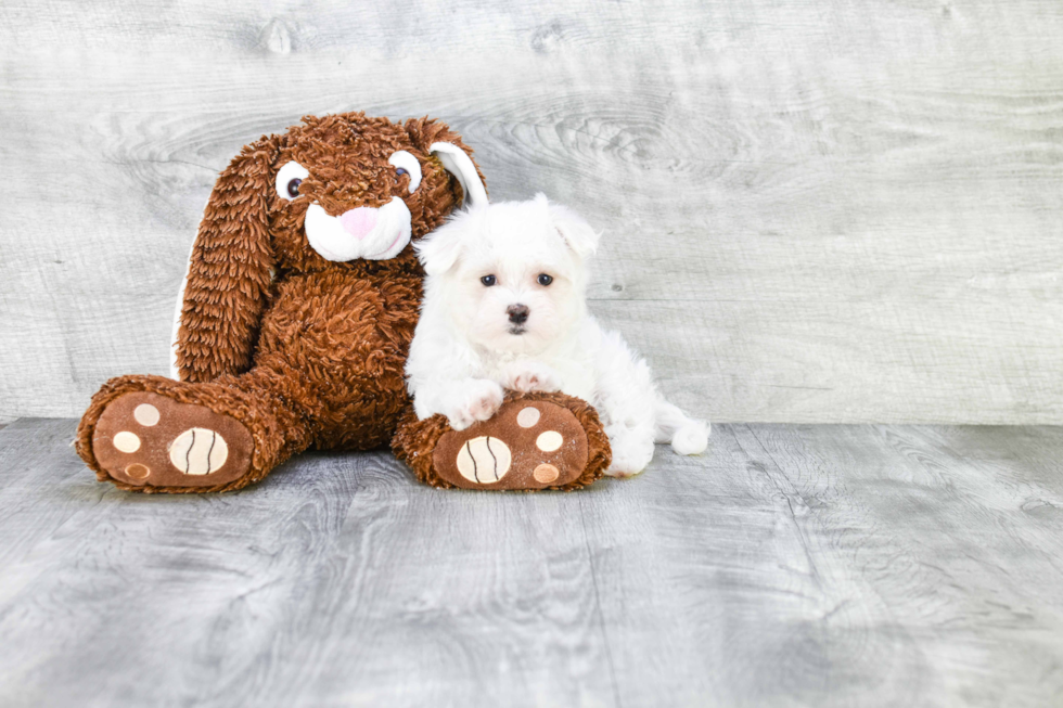 Playful Maltese Purebred Pup