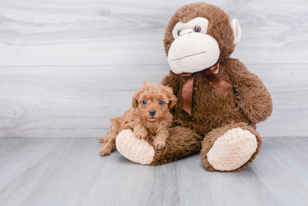 Cavapoo Pup Being Cute