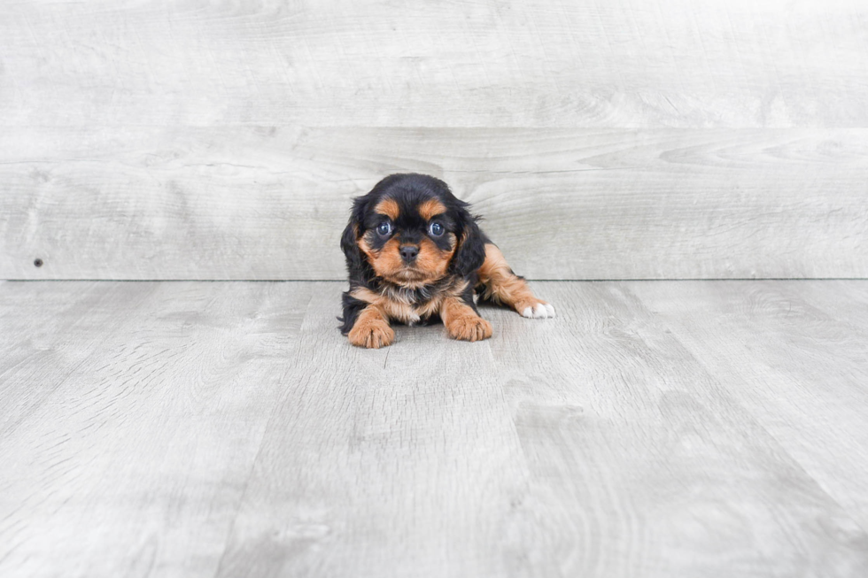 Cavalier King Charles Spaniel Puppy for Adoption